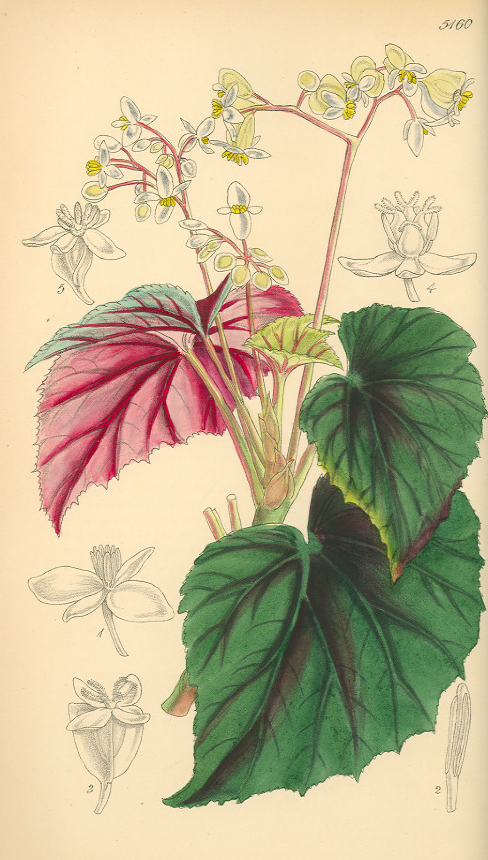 B. frigida